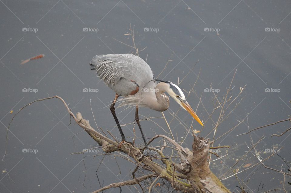 A colorful Great Blue Heron