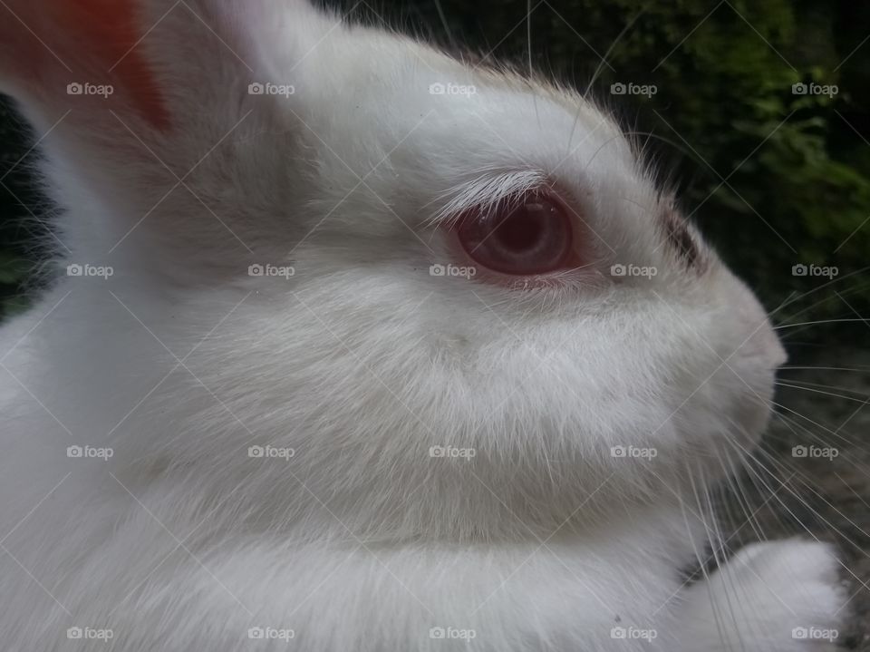 Bunny