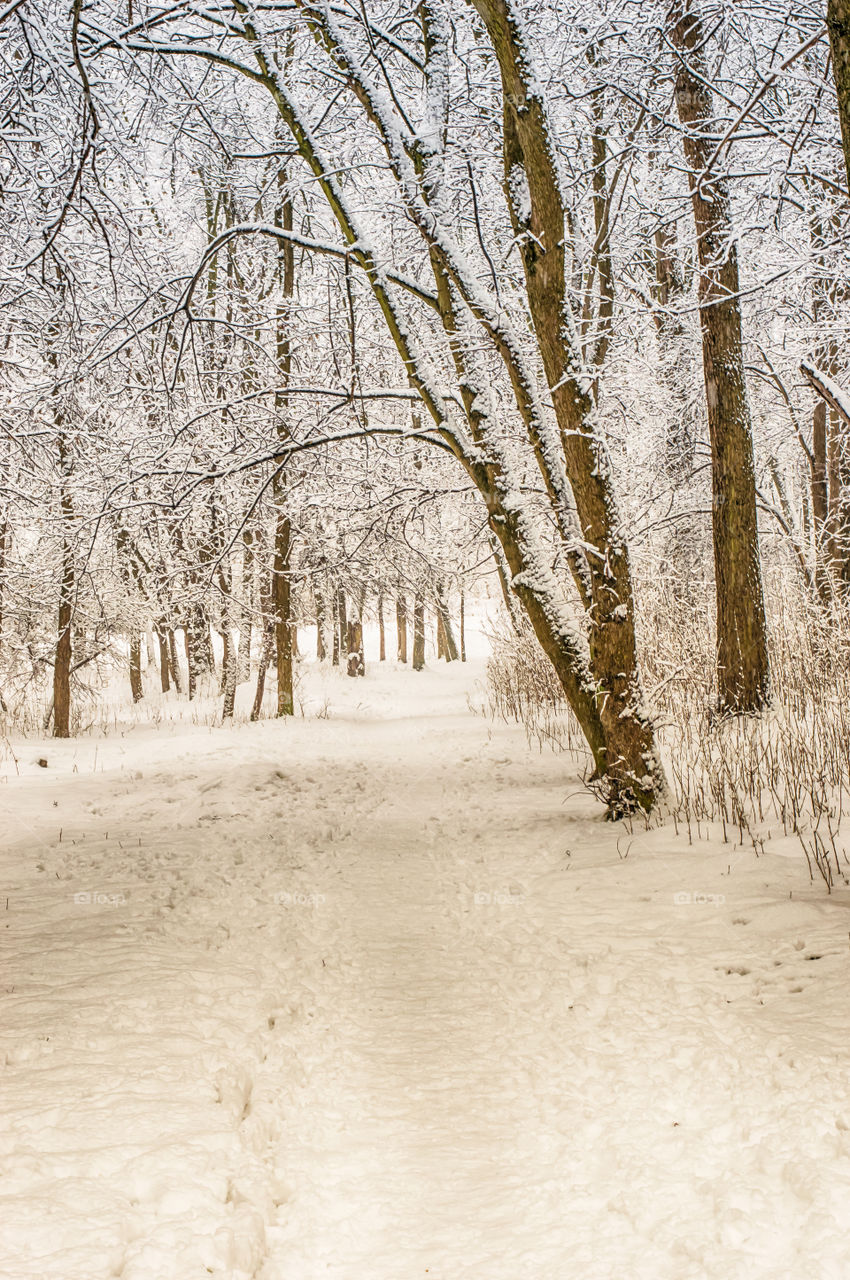 Forest in every season