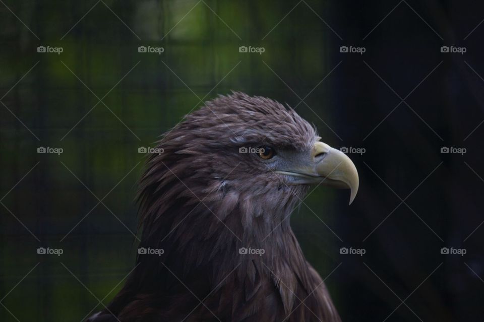 Black eagle 
