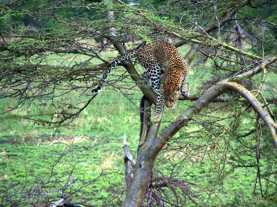 Leopard on a tree, Serengeti national park, Tanzania