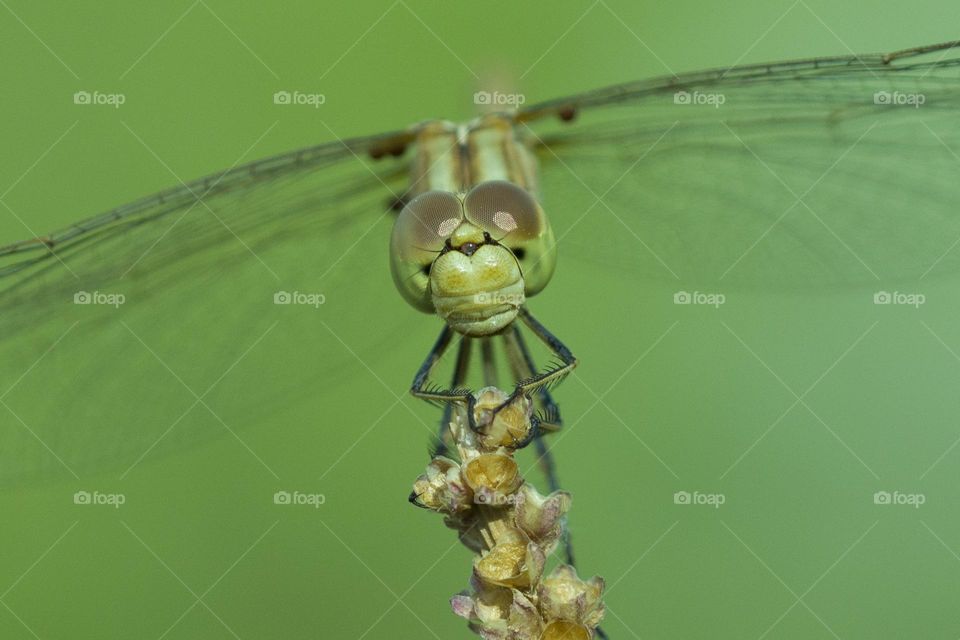 dragonfly on green background.  macro shot