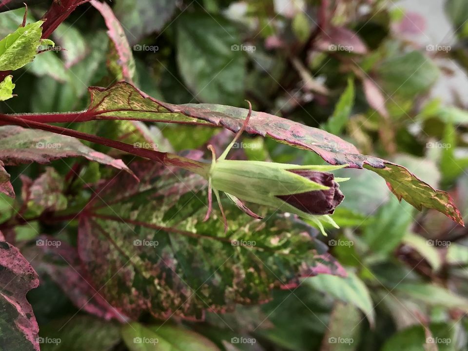 The plans around us , Countryside ( my garden)