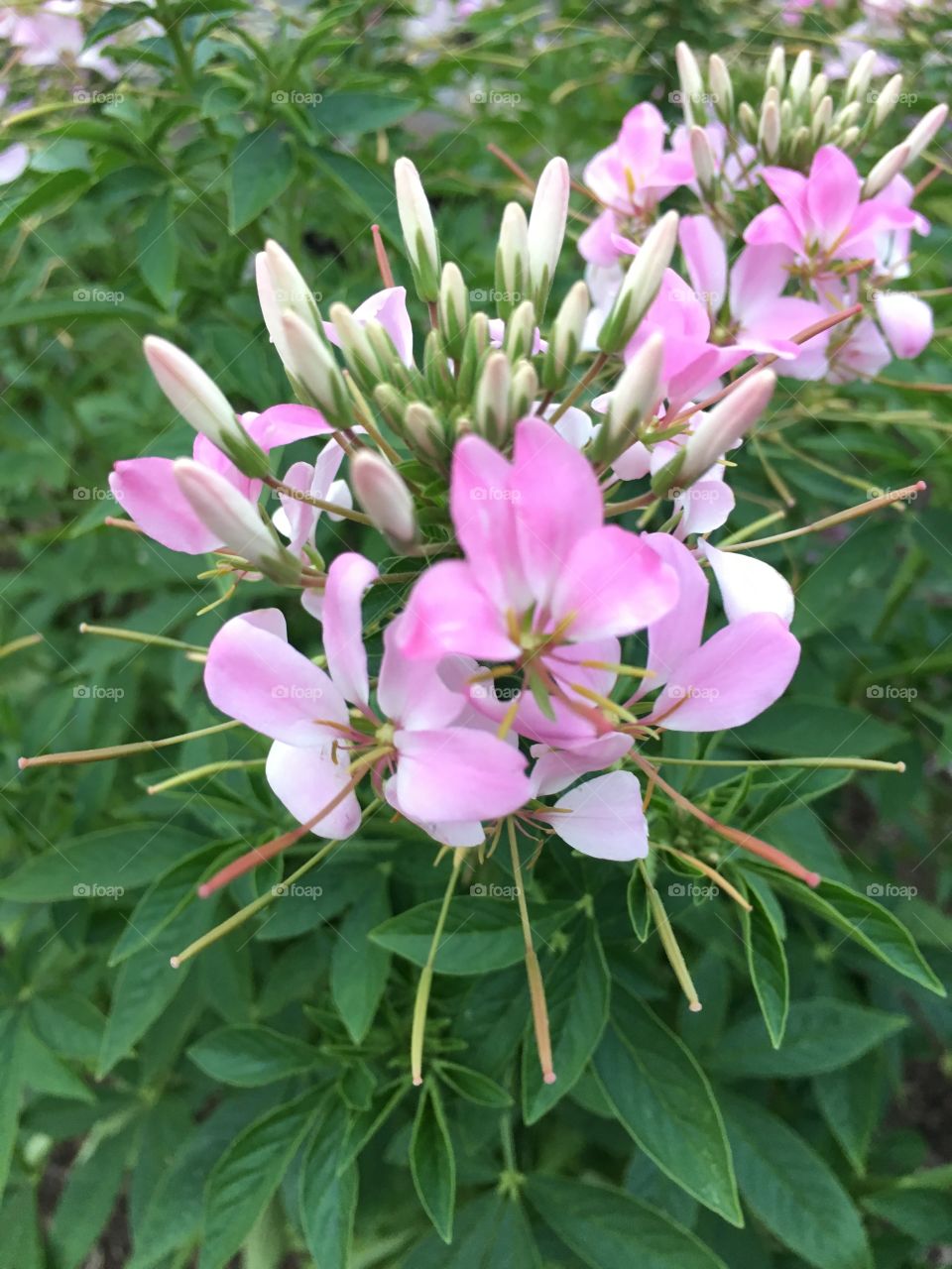 Pink flower