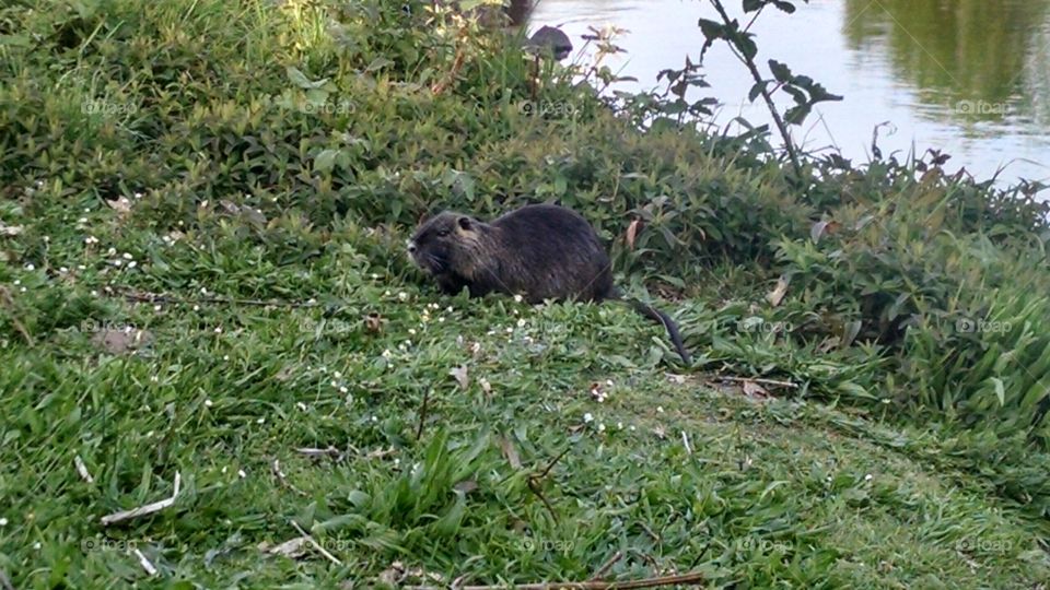 Nutria