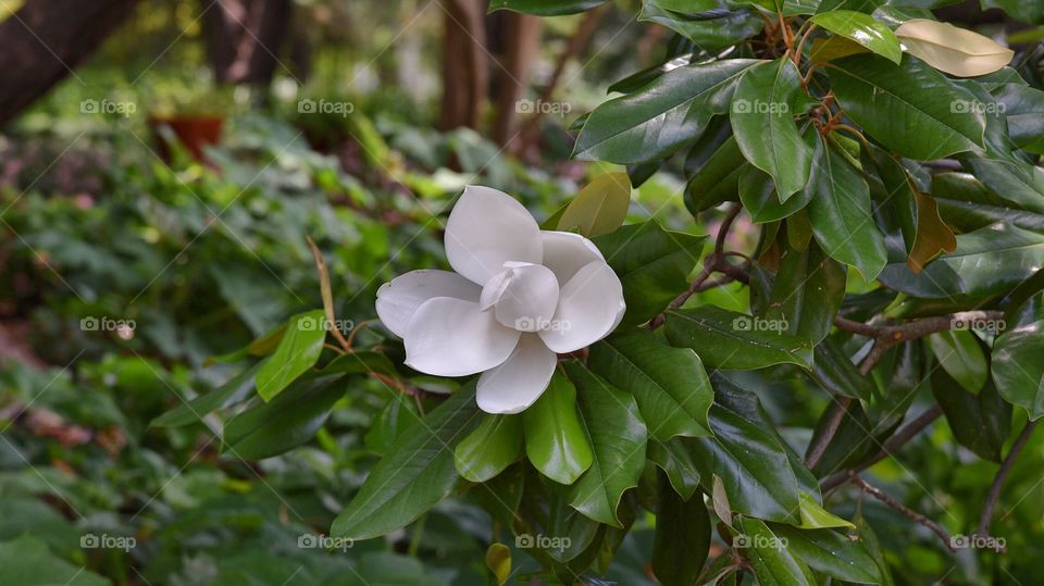 White Flower at San Antonio Botanical Garden