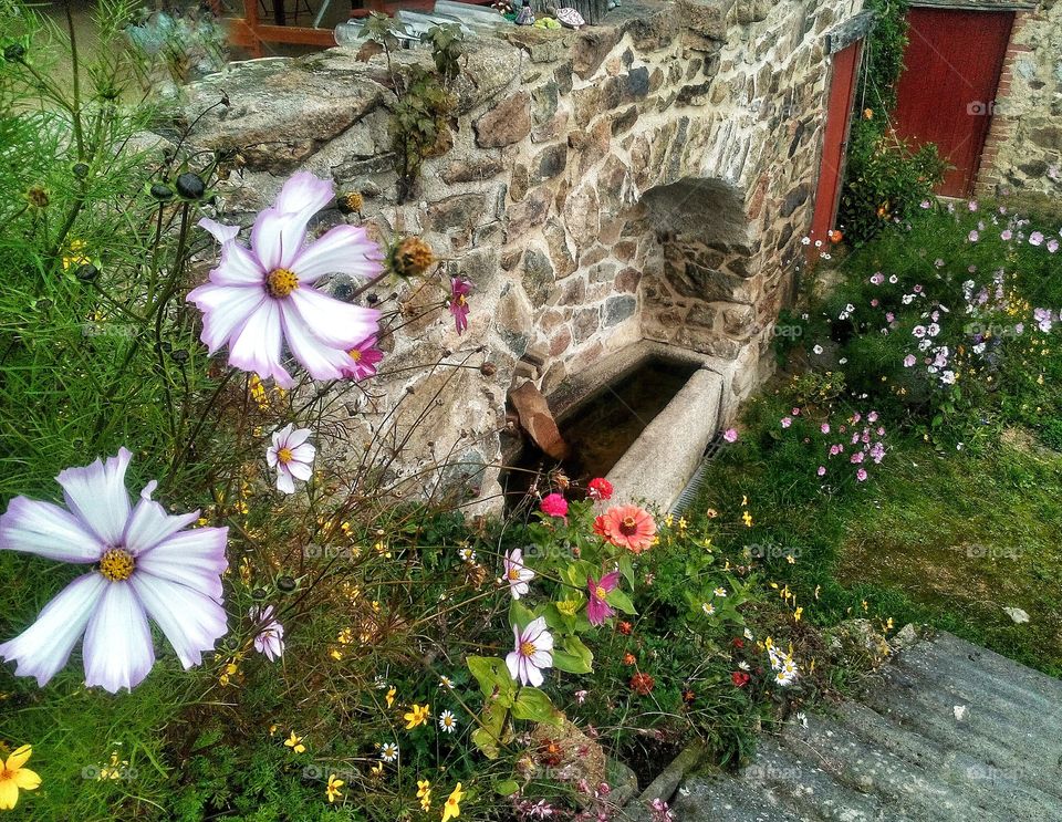 Point d'eau au creux d'un mur en pierres autouré de fleurs