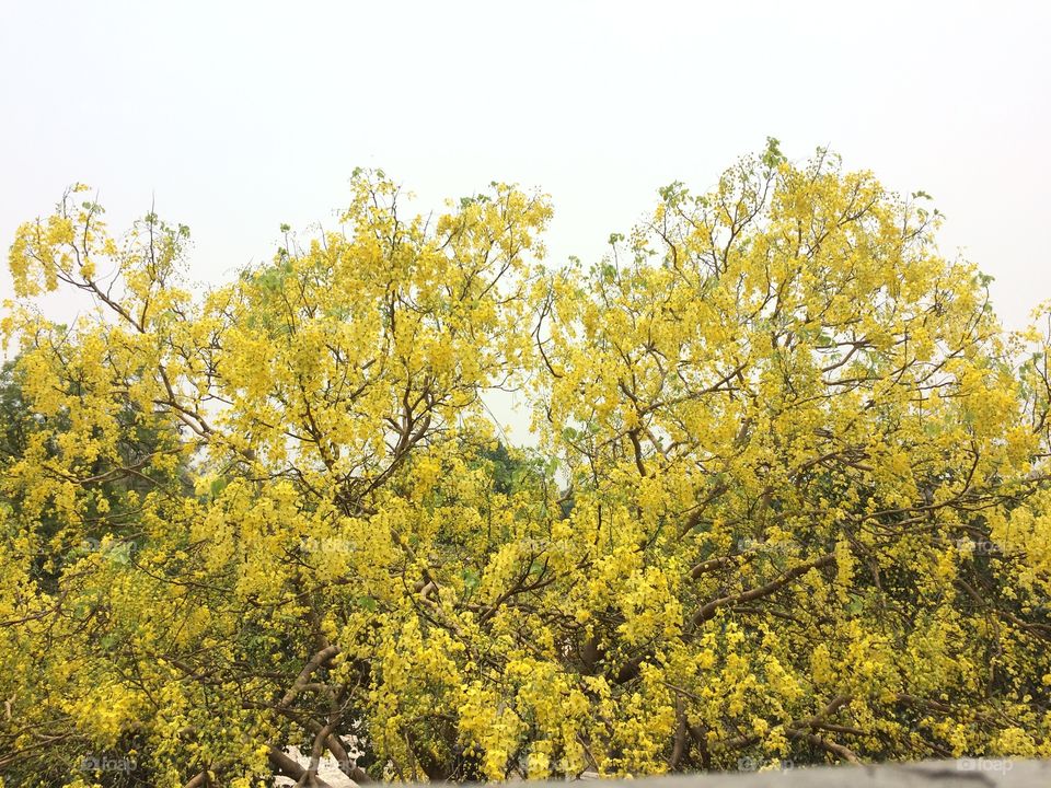 #tree #yellow #tree