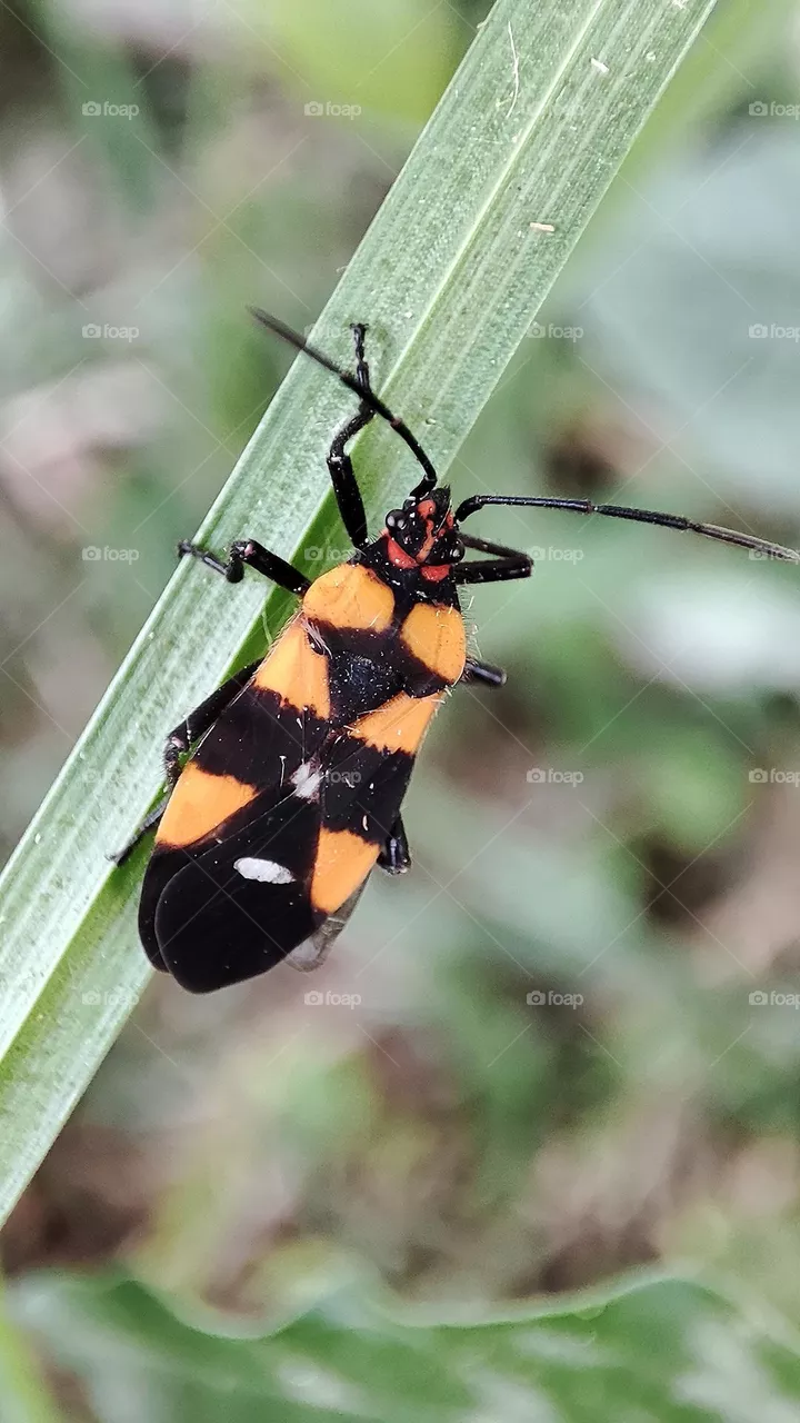 Oncopeltus