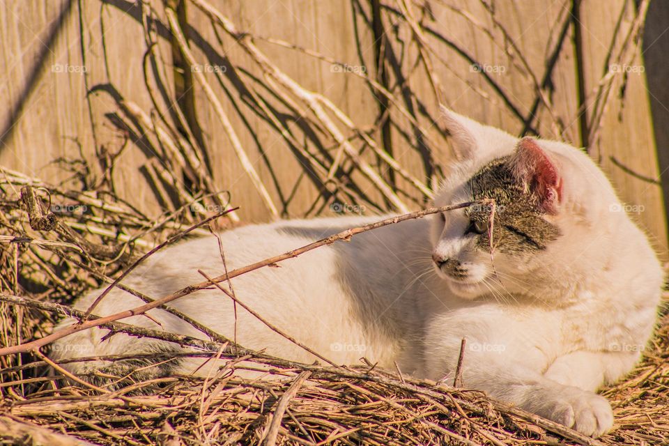 curious cat watching something from atop it's brush pile
