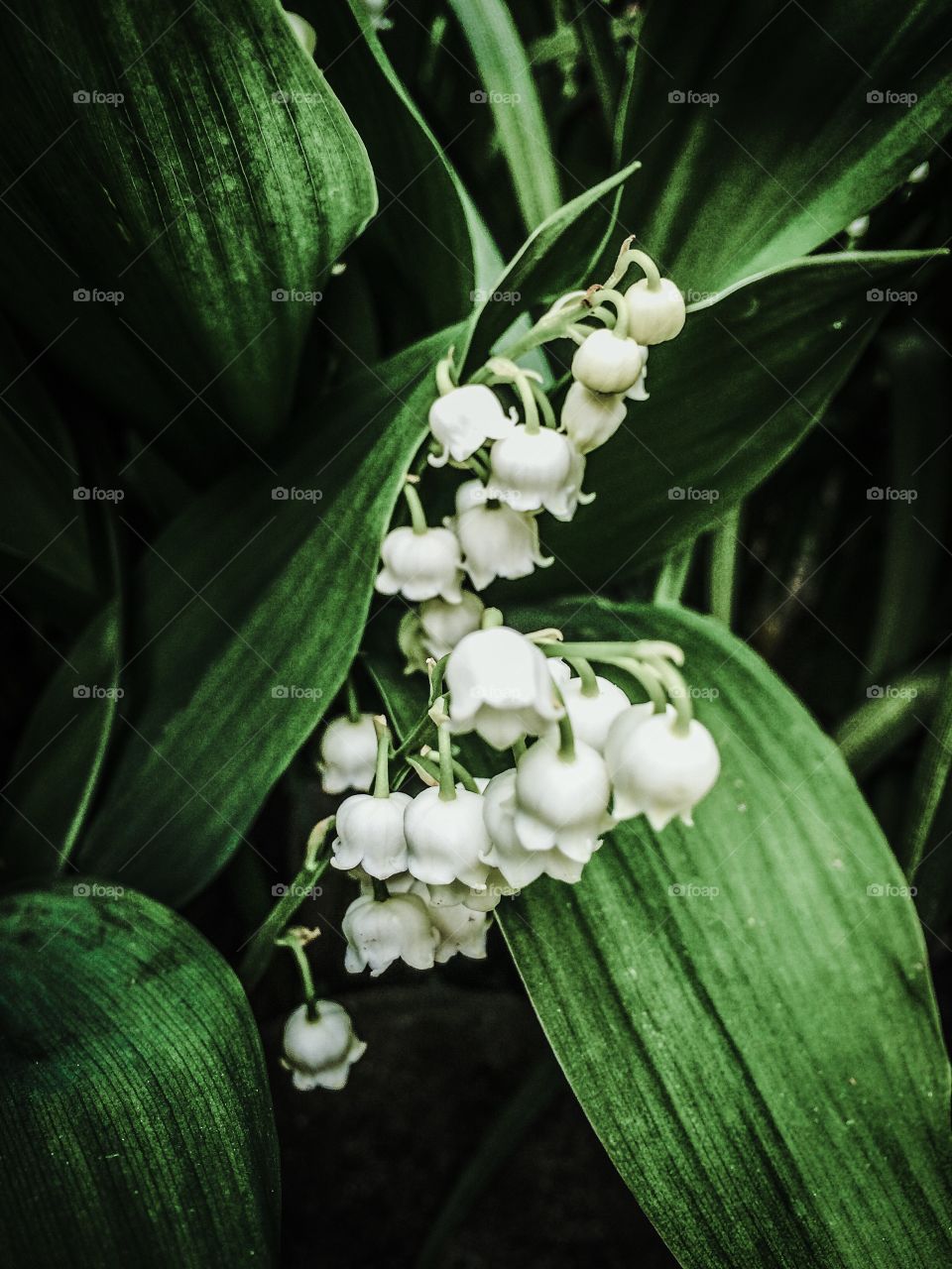 Lilies of the field. . Beauty hides within the thicket of greenery right under our feet. 