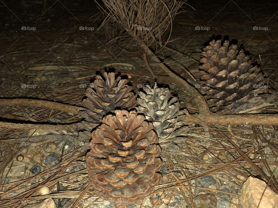 pine cones and branches