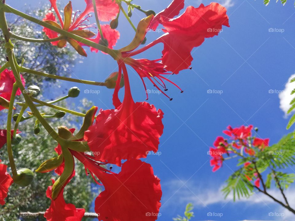 #flowerOfMay#SriLanka#redflower#bluesky#beautynature#lovenature#daylight#sunnyday#floralove#redpetals