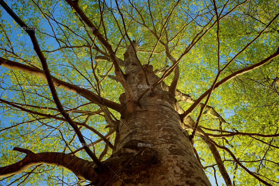 Upward view of a beech tree as the springtime morning sun strike the foliage. Lake Wheeler Park, Raleigh, North Carolina. 