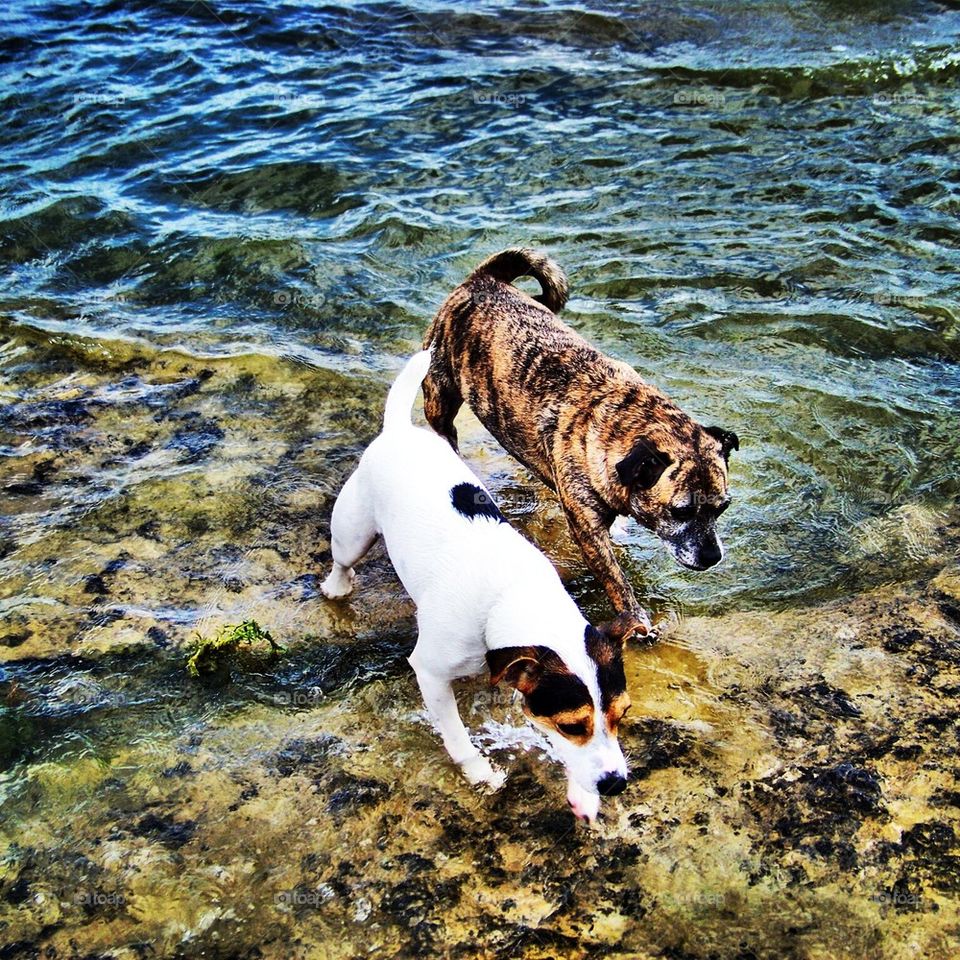 Dogs by the water