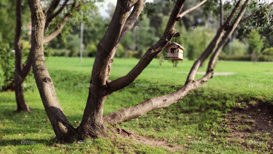 little home for birds