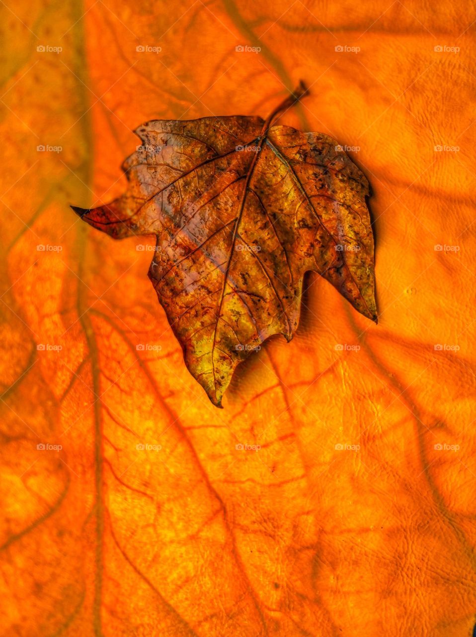 autumn colours