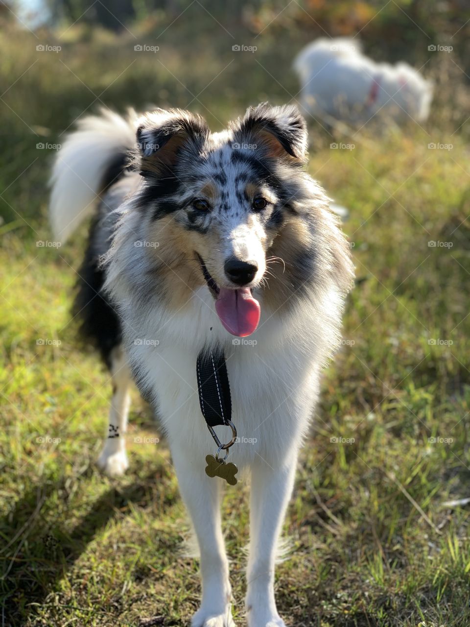 Shetland sheepdog 