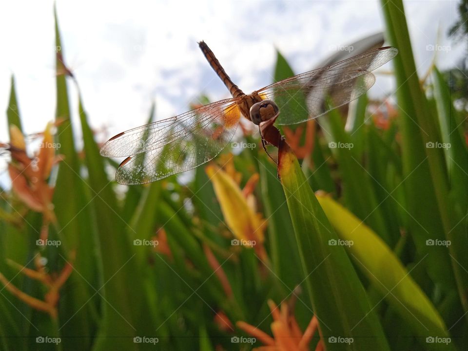 Funny angle - A grass holding the dragonfly's head.