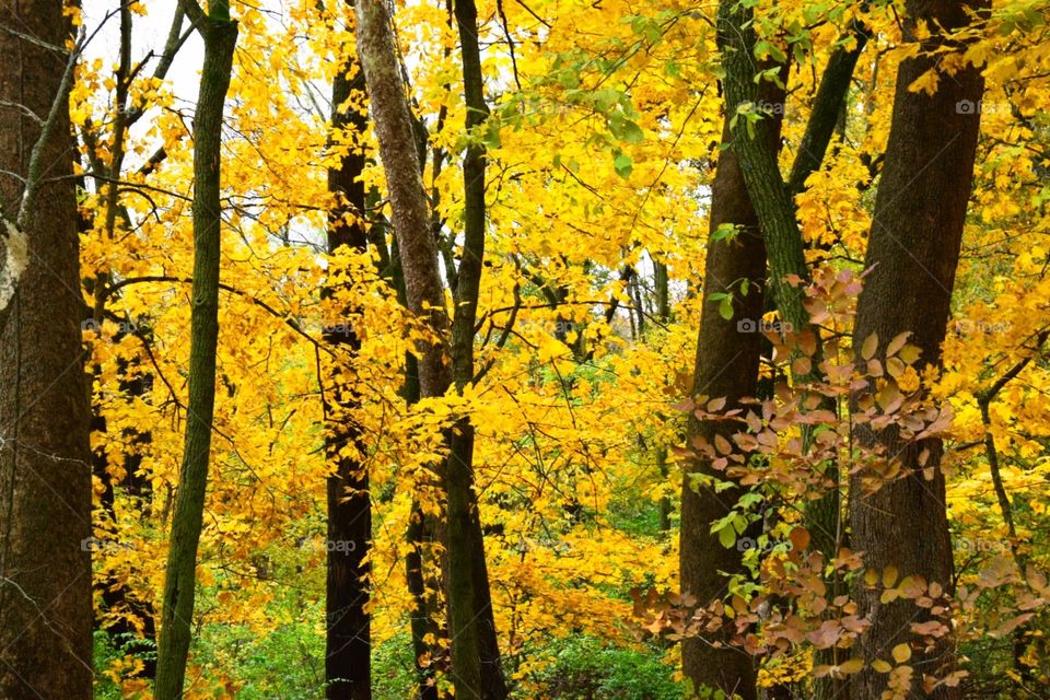 Fall foliage , Iowa 