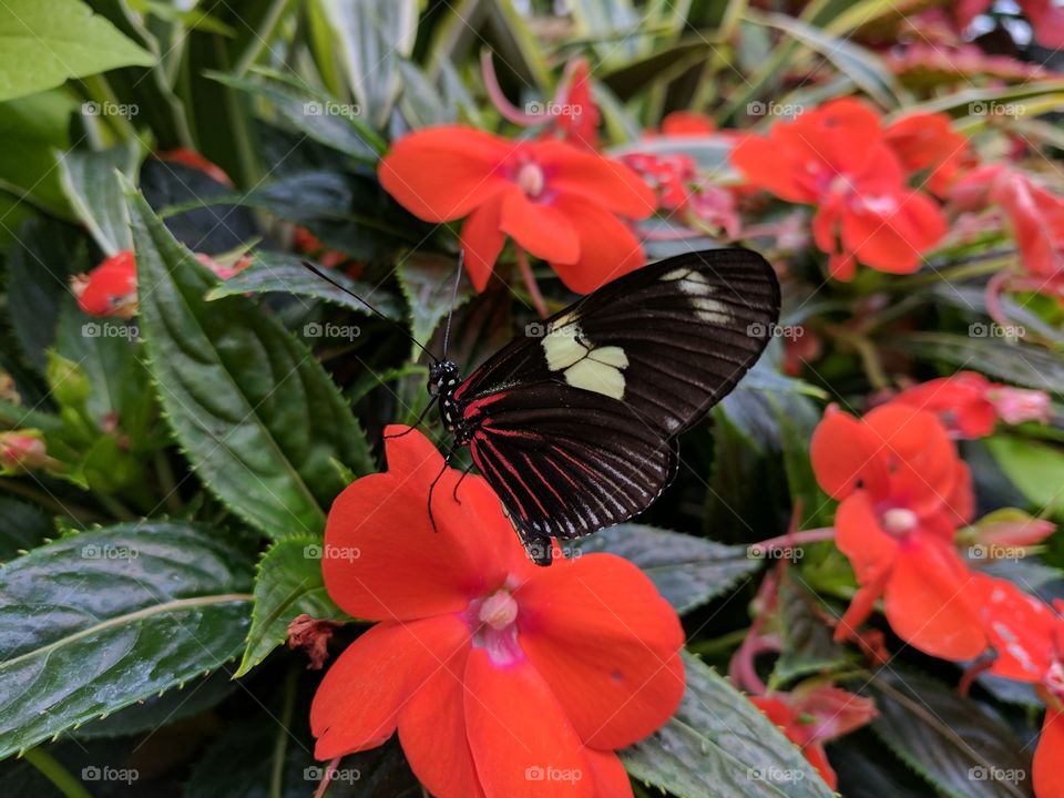 Nature, Flower, No Person, Butterfly, Leaf