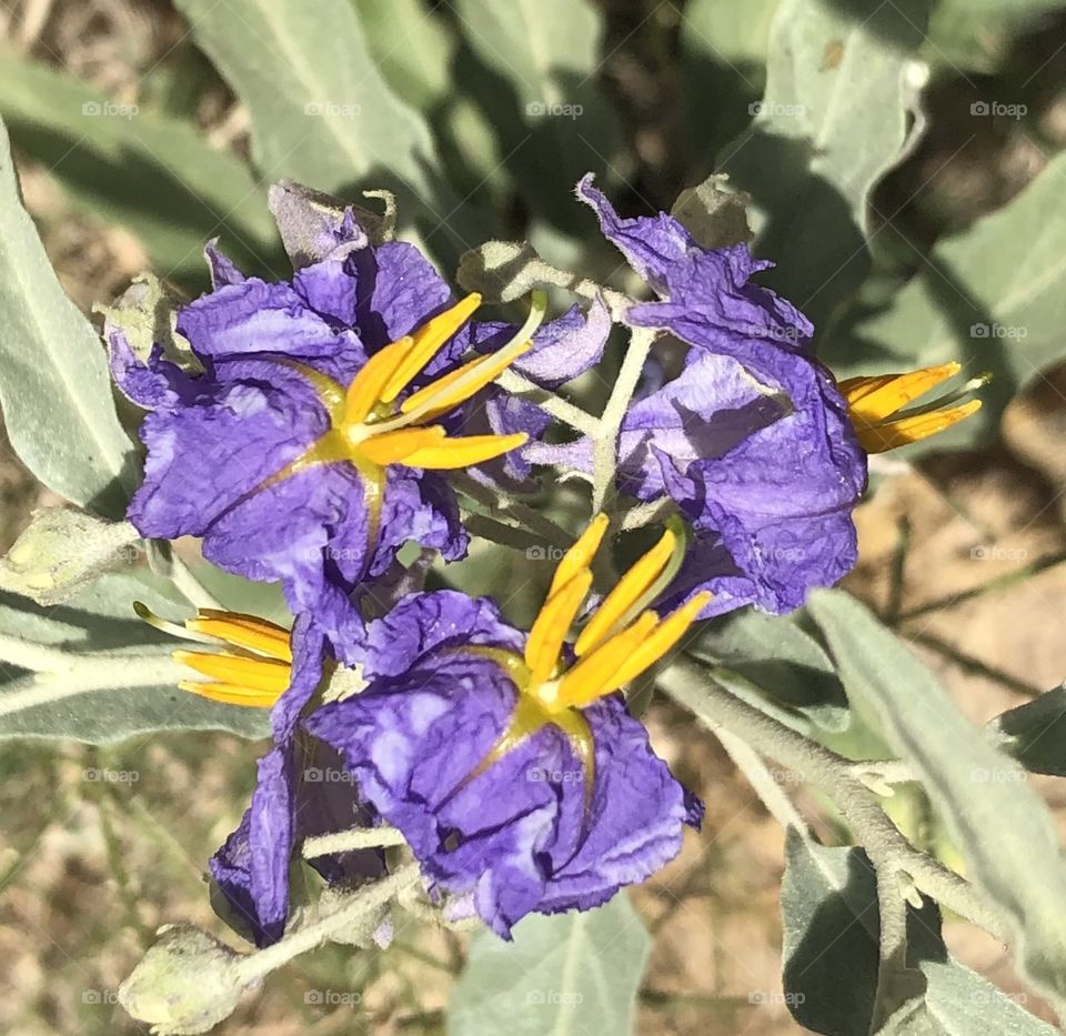 BEAUTIFUL COLOR CONTRAST