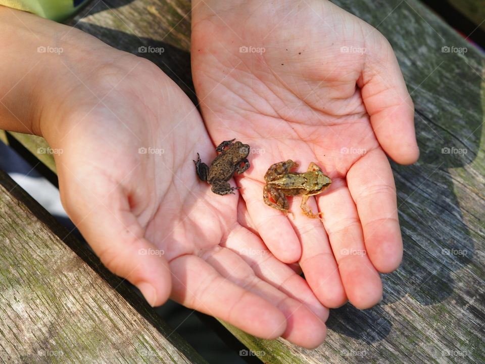 Frog, Outdoors, Amphibian, No Person, Nature