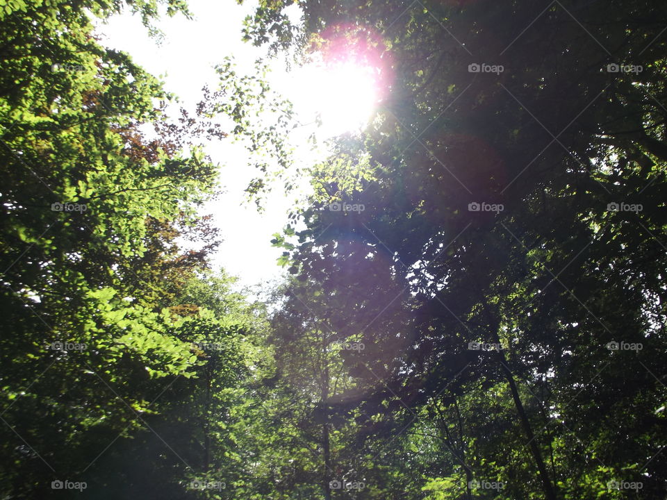 Woodland Sunlight