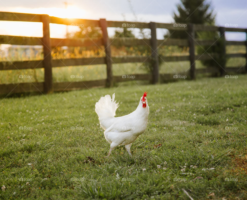 White Farm Chicken at Sunset