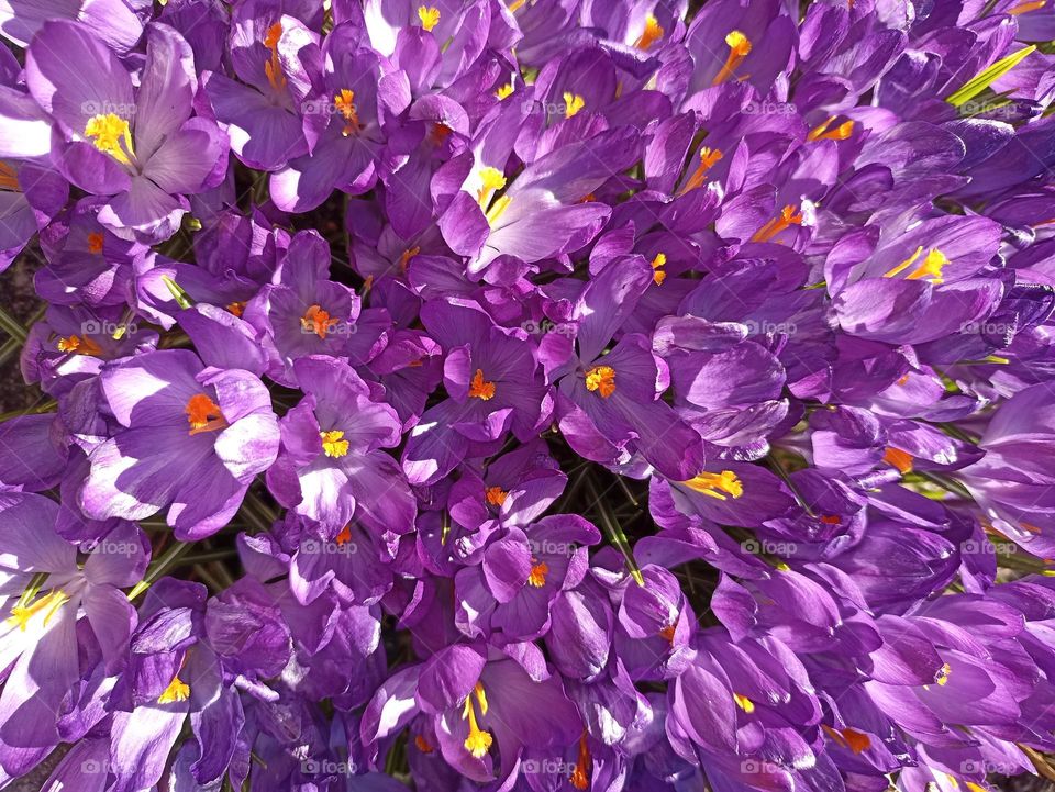 purple 💜 crocuses spring flowers beautiful texture background, mobile photography