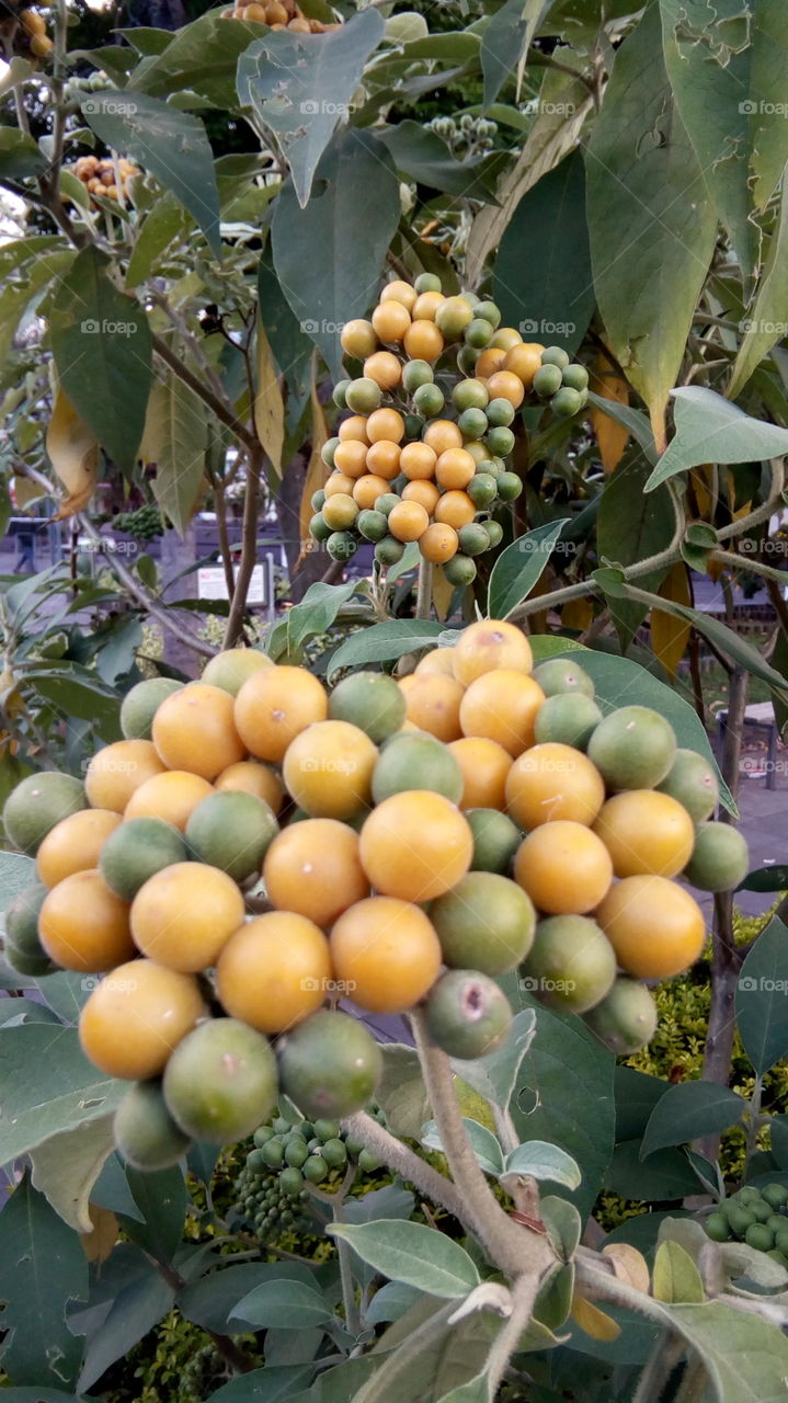 tree with fruits growing