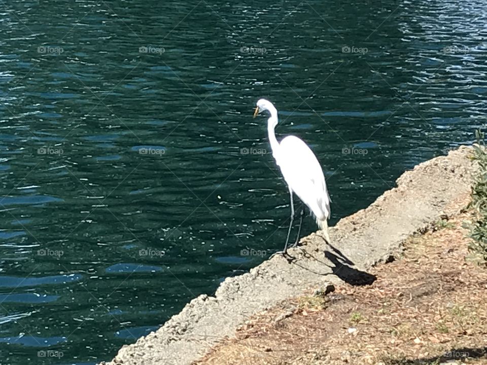 Egret at pond’s edge 