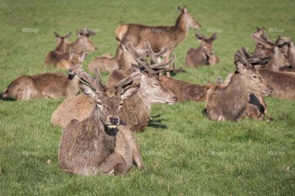 Henry VIII's redder herd