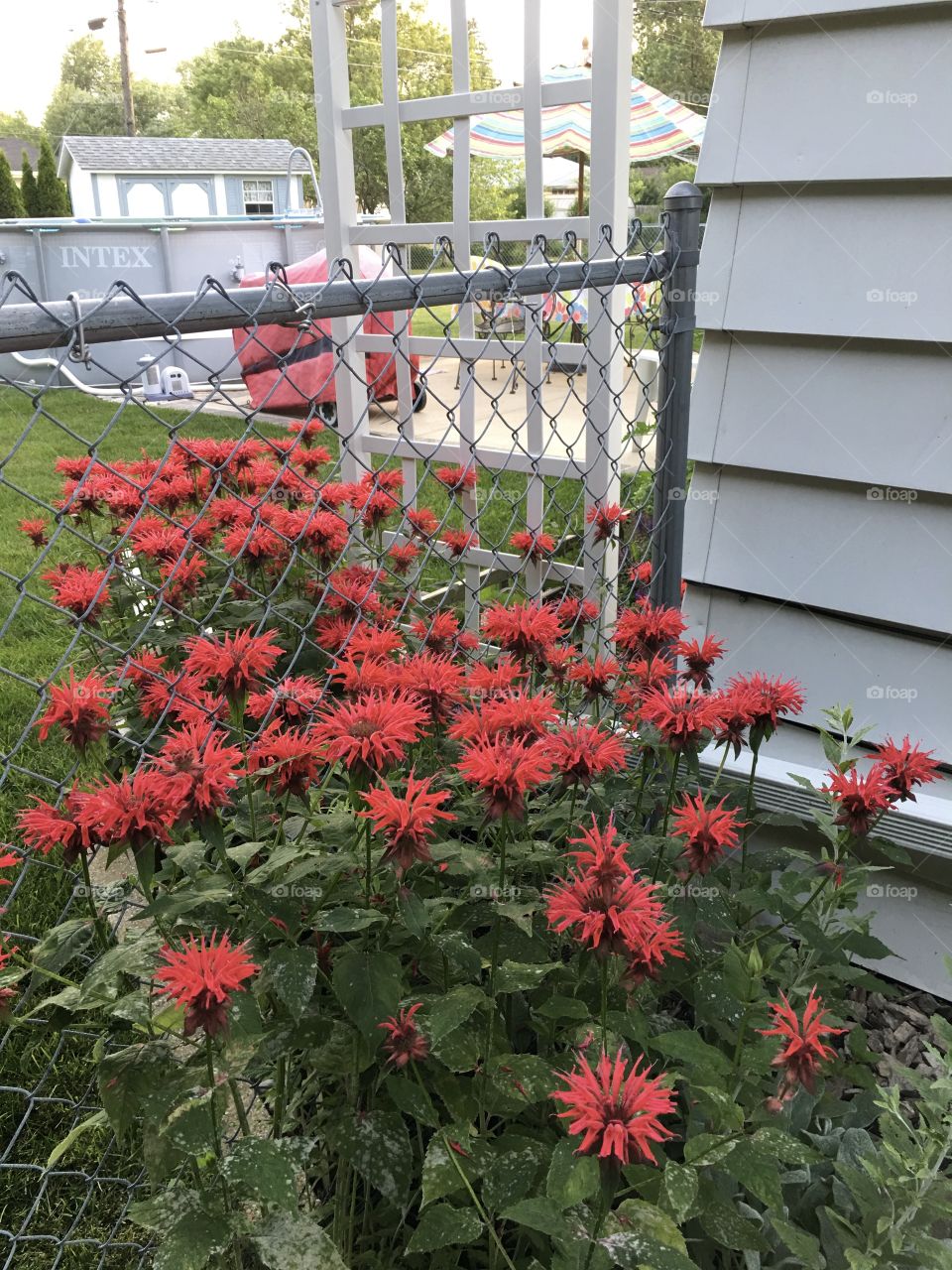 Red beebalm flowers in bloom against fence 