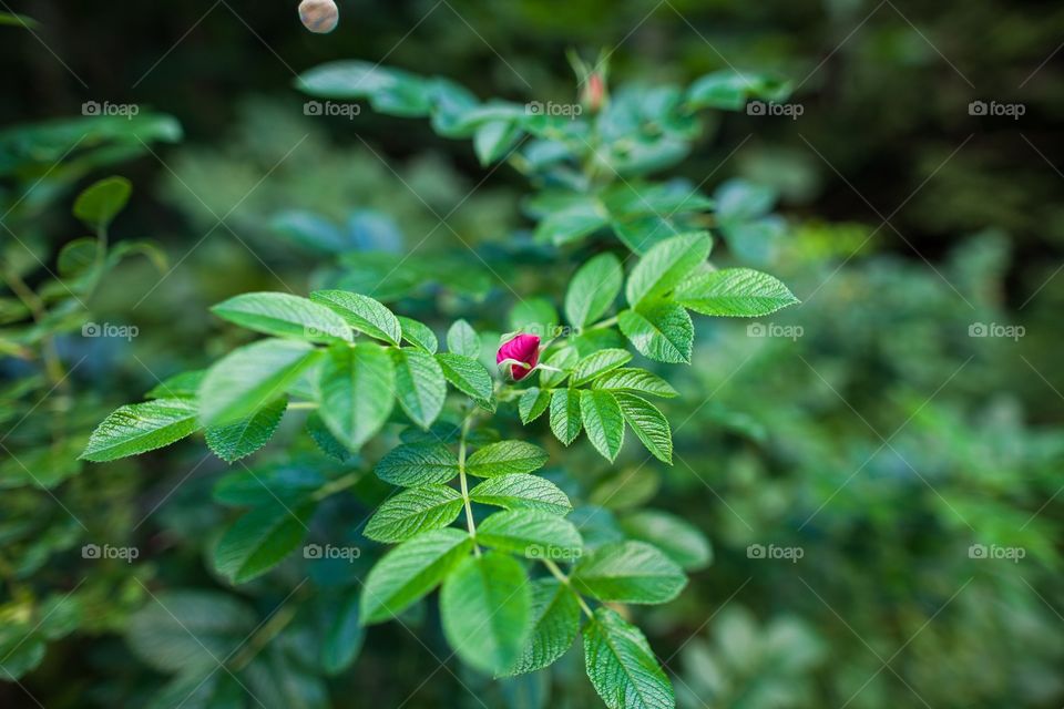 Leaf, Nature, Flora, Summer, Garden