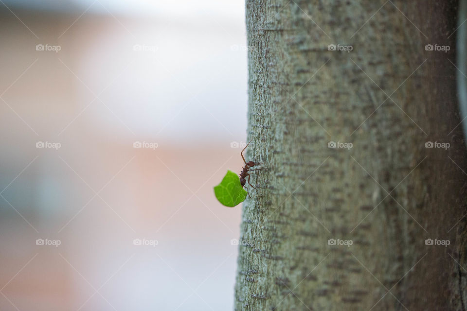 Ant at work
