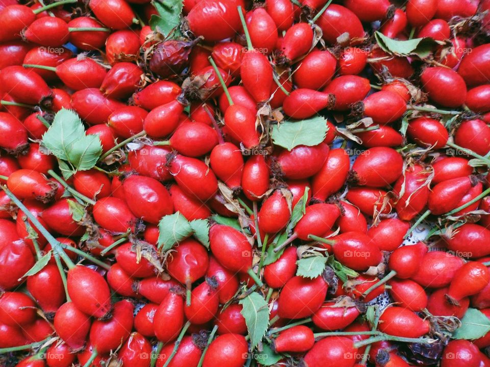 red rosehip berries