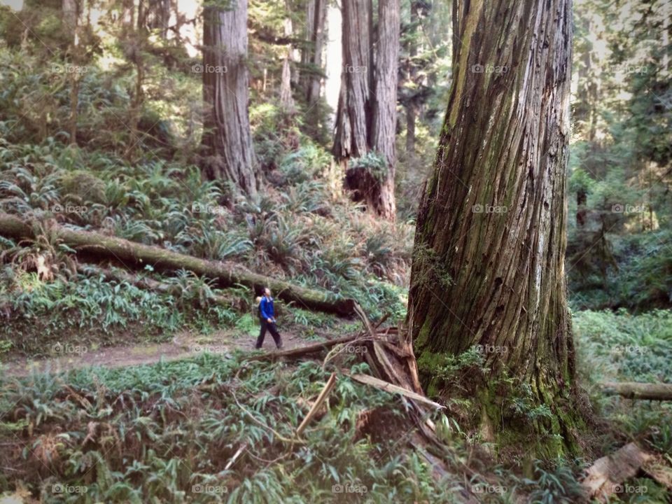 Hiking in the forest of the tallest trees on earth