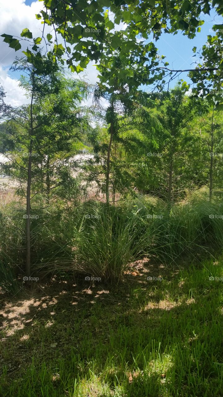 grass, trees and lot of green