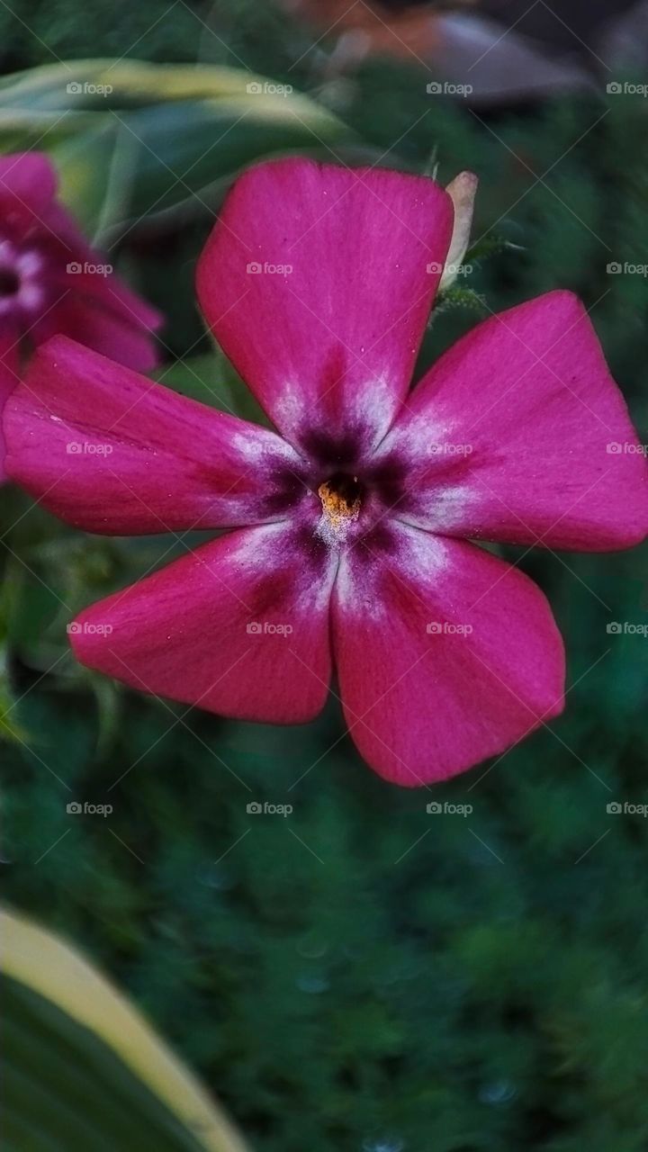 Macro photo of flower growing in the garden