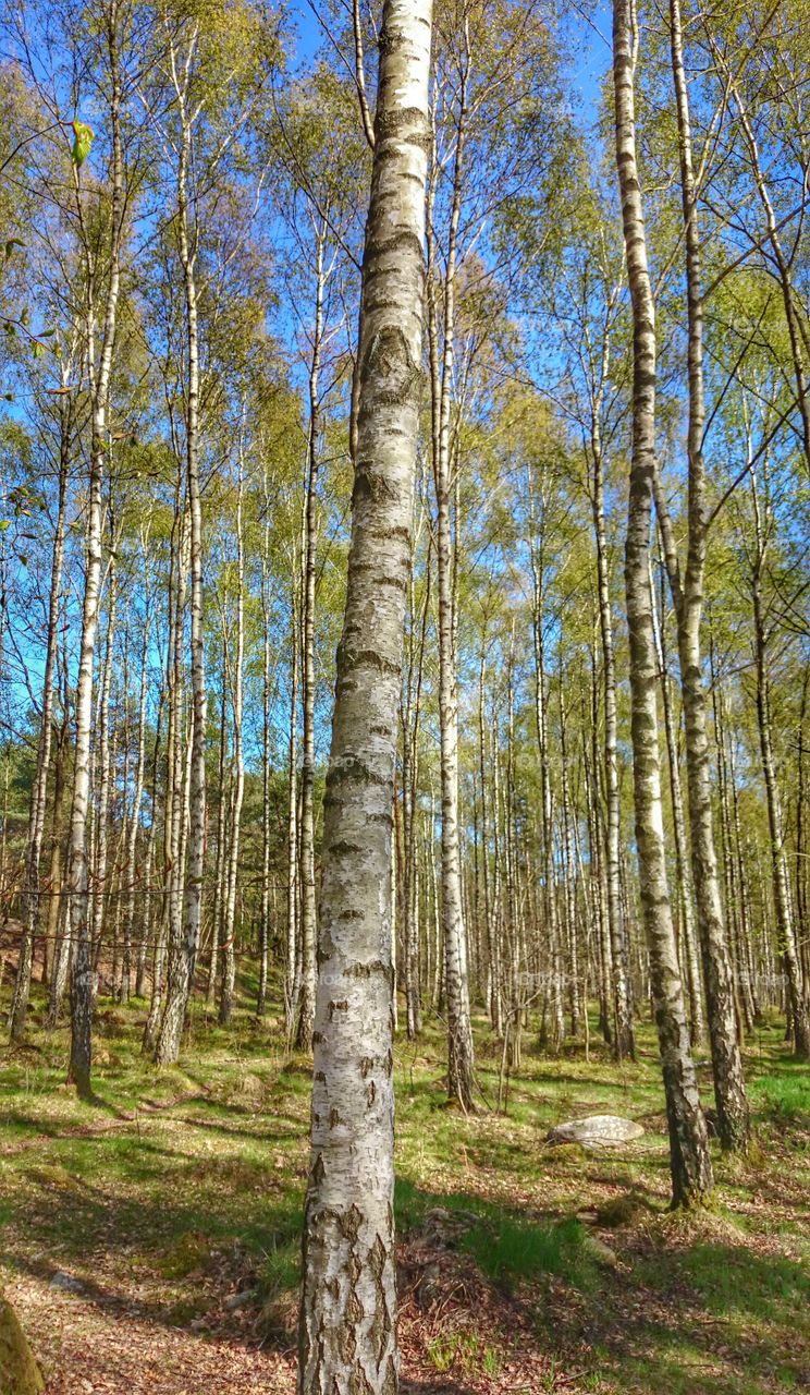 birch trees . birch trees 