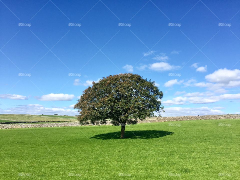A loan tree standing in a green grassy field with blue sky above in a peaceful and tranquil countryside landscape image with copy space