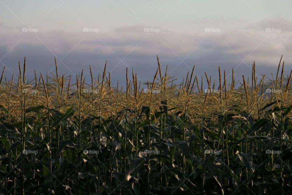 Corn field 
