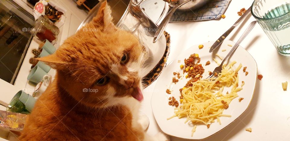 Naughty cat eating on the table