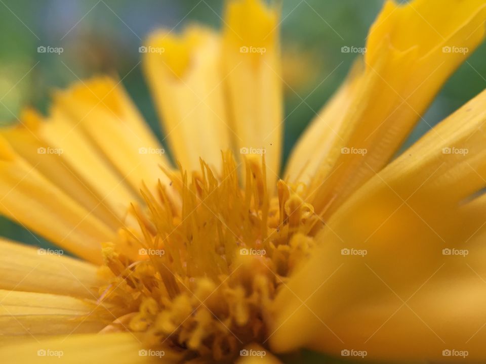 Macro lens of a yellow flower
