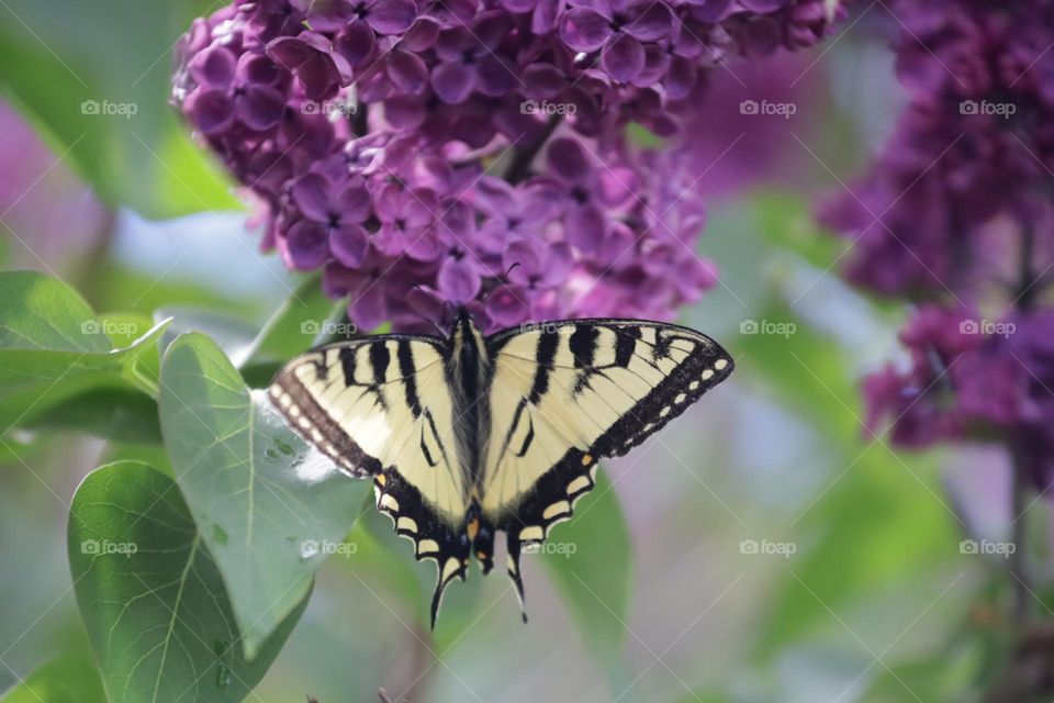 Butterfly on a lilac tree