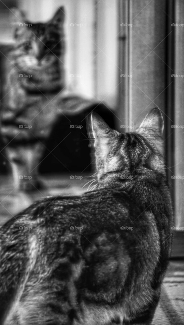 cat