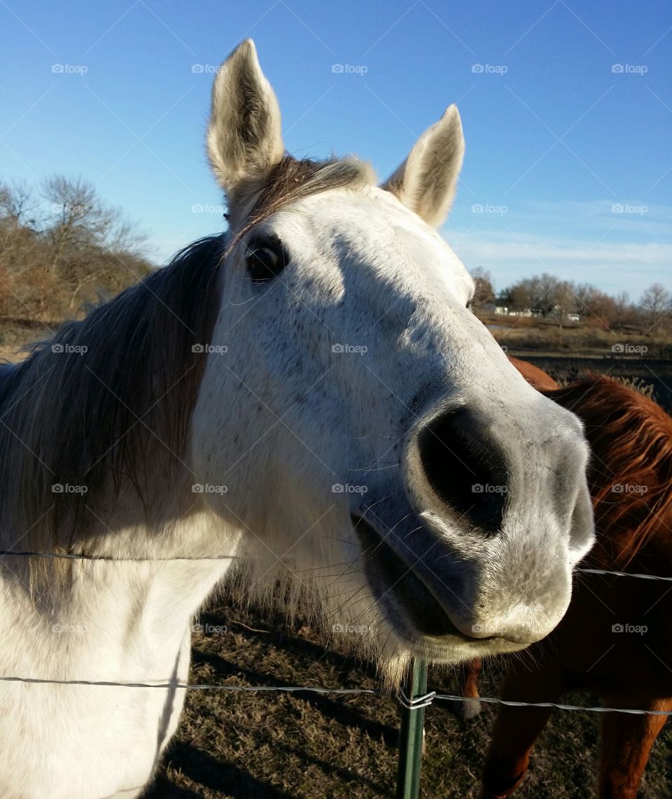 Close-up of white horse