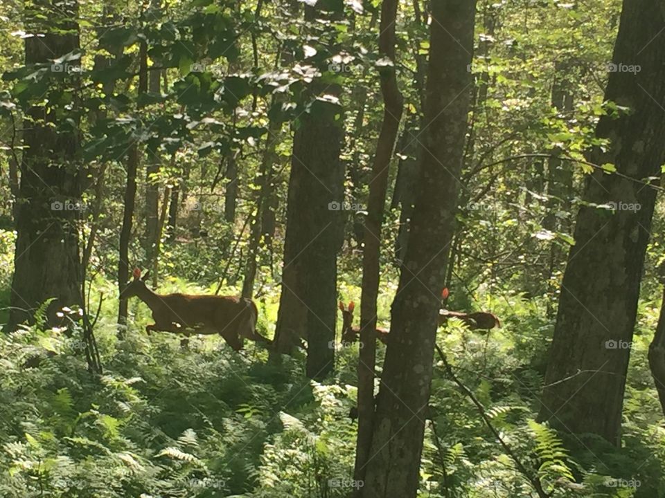 Rhode Island Deer