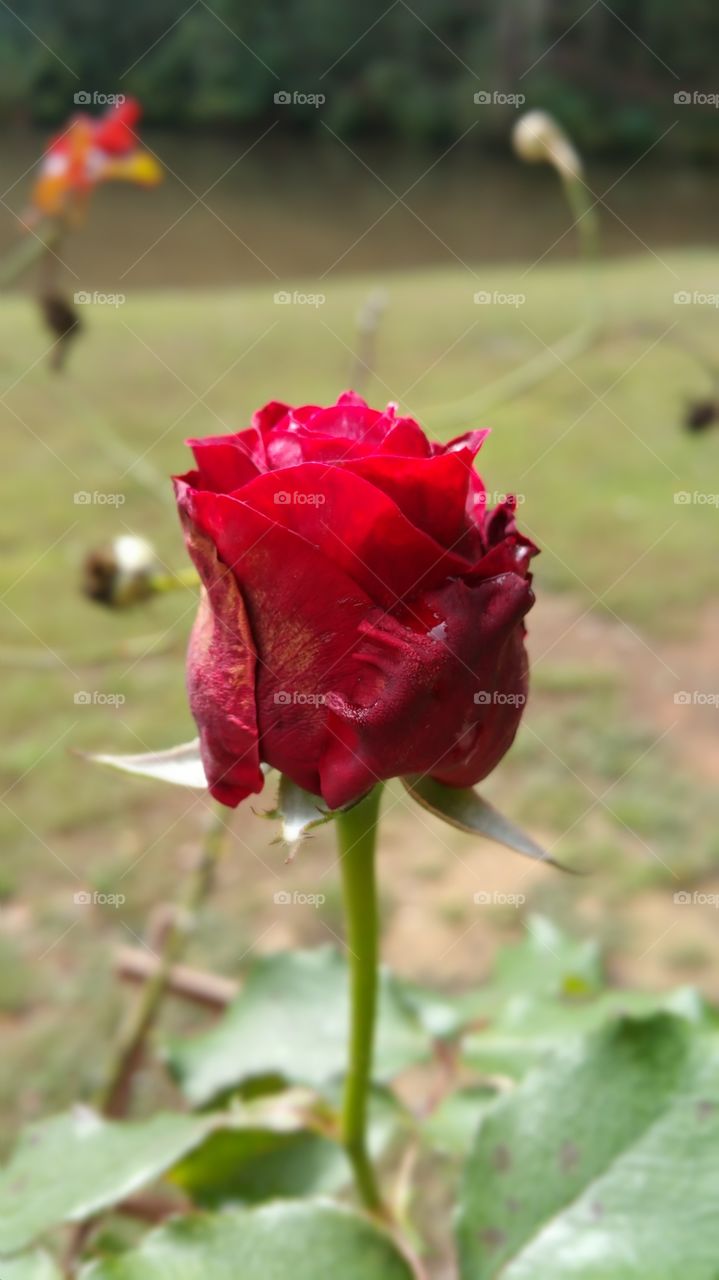 red Rose. beautiful red rose